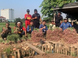 Petani Kota Tangerang Panen Bawang Merah hingga 600 Kilogram