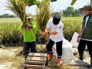 Kelompok Tani Sukses Terapkan Metode Jajar Legowo