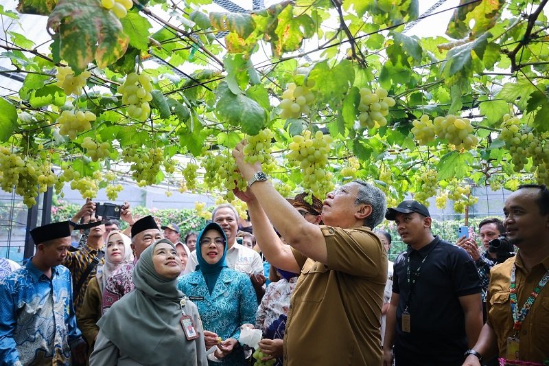 Walikota Tangsel Ikut Panen Raya Anggur di Ciputat