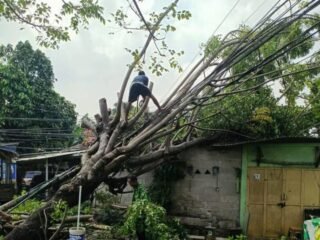 Pemkot Tangerang Pangkas Pohon Rawan Tumbang
