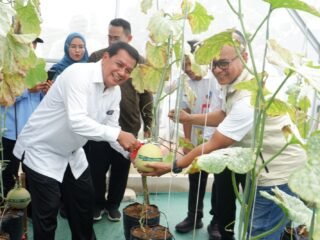 Bupati Tangerang Resmikan Greenhouse dan Panen Perdana Melon