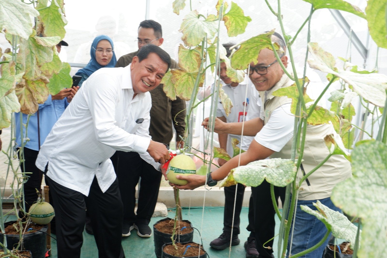 Bupati Tangerang Resmikan Greenhouse dan Panen Perdana Melon