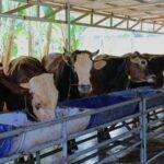 Jelang Iduladha, Pemkot Tangsel Perketat Pengawasan Hewan Kurban