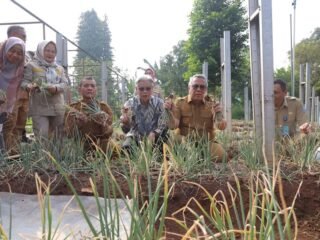 Benyamin Sambut Panen Perdana Bawang Merah di Tangsel