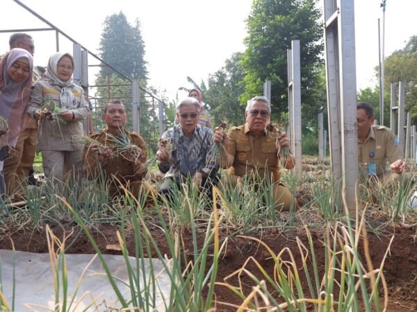 Benyamin Sambut Panen Perdana Bawang Merah di Tangsel