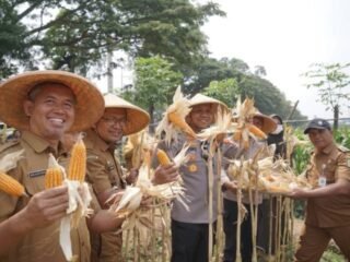 Panen Jagung di Batuceper Jadi Bagian Program Swasembada Pangan 2026