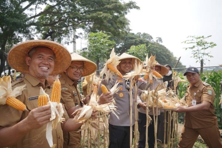 Panen Jagung di Batuceper Jadi Bagian Program Swasembada Pangan 2026